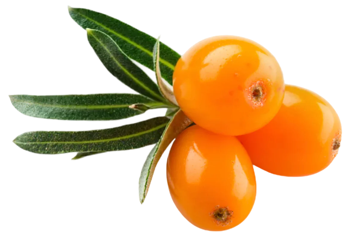 Sea buckthorn berries